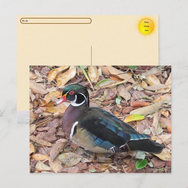 Postcrossing - Wood Duck Postcard (Front/Back)