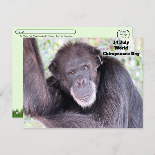Postcrossing World Chimpanzee Day - July 14 Postcard (Front/Back)