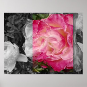 POSTER 11x14, PINK Flower