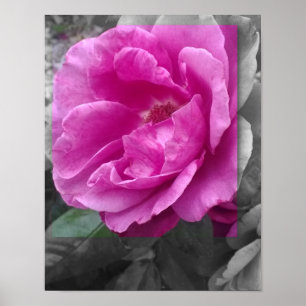 POSTER 11x14, Purple Flower