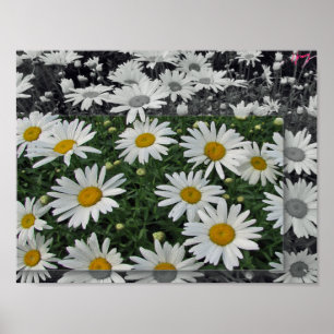 POSTER 11x8.5, Daisies