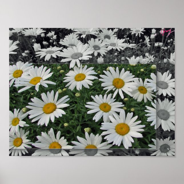 POSTER 11x8.5, Daisies (Front)