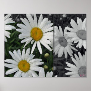 POSTER 11x8.5, Daisies