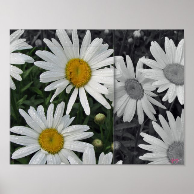 POSTER 11x8.5, Daisies (Front)