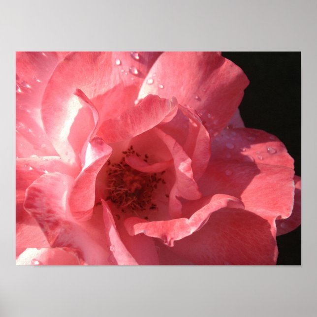 Poster 16 x 12 (Front)