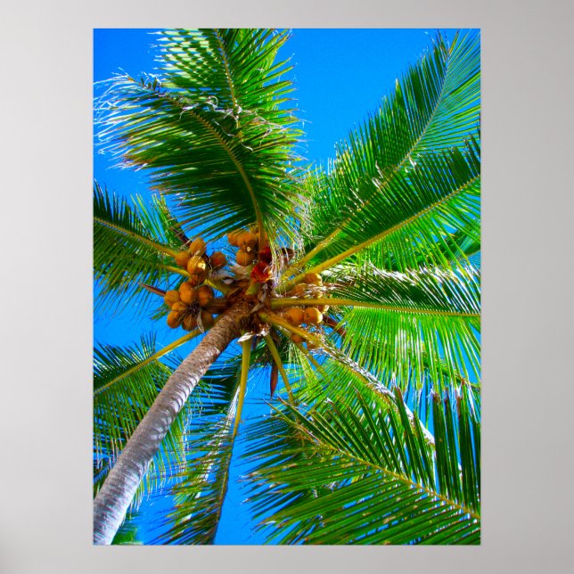 Poster  (18" x 24")  Palm Tree Vanuatu (Front)