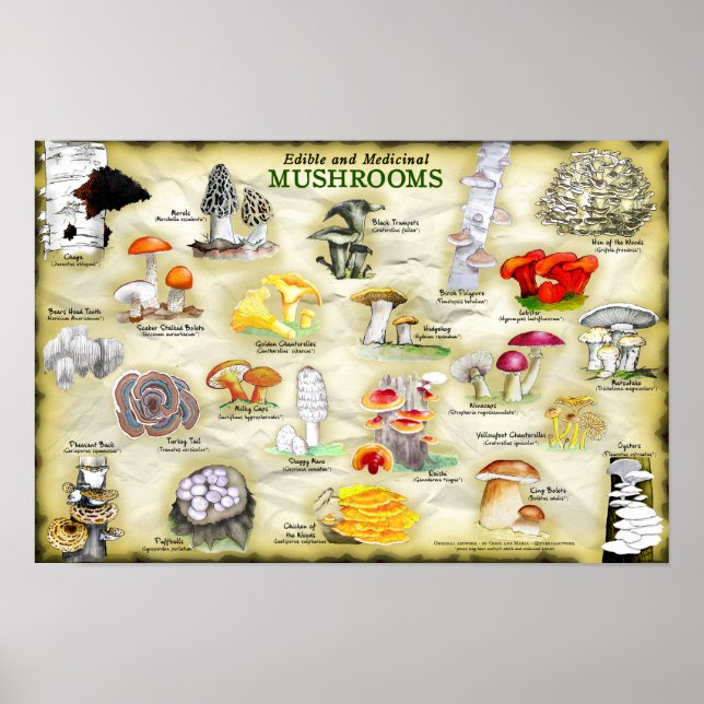 Poster 18x12 Mushrooms (edible and medicinal) (Front)