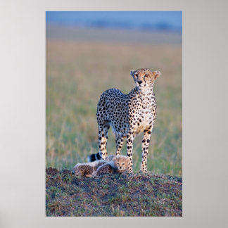 Poster - 24x36 Cheetah mother and cubs