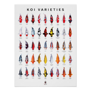 Poster 45 Types of Koi