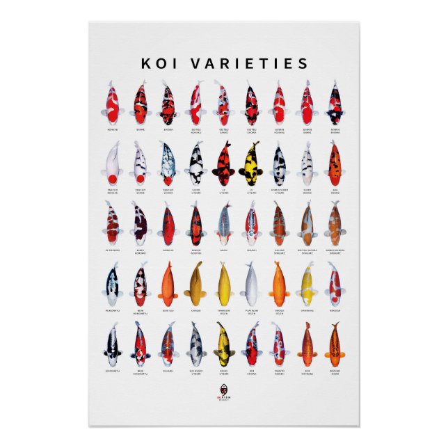 Poster 45 Types of Koi (Front)