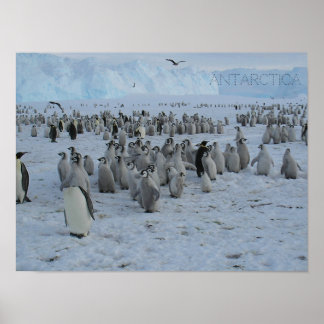 Poster A flock of Pingains in Antarctica, photo.