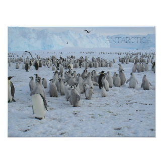 Poster A flock of Pingains in Antarctica, photo.