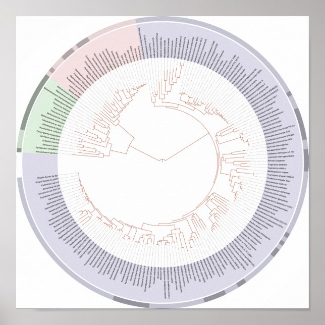 Poster A phylogenetic tree of life Chart (Front)