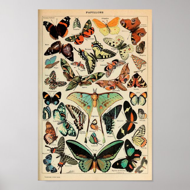 Poster - Adolphe Millot Papillons Butterflies (Front)
