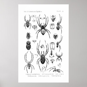 Poster - American Spiders