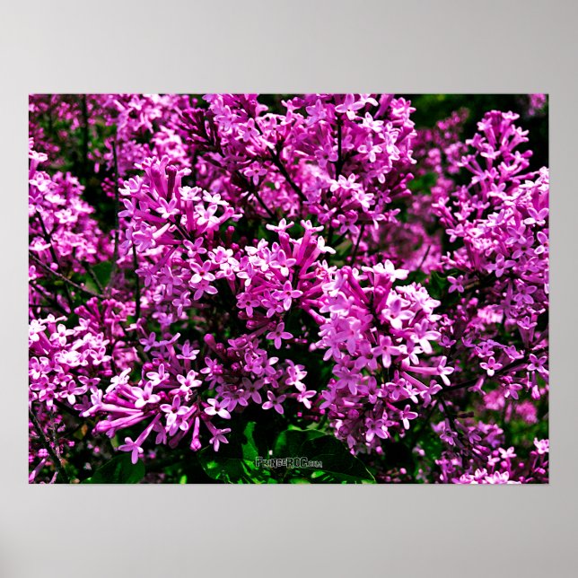 Poster - Antique Purple Lilacs at Highland Park (Front)