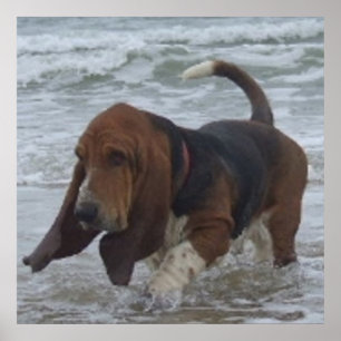 Poster Basset Hound At The Sea