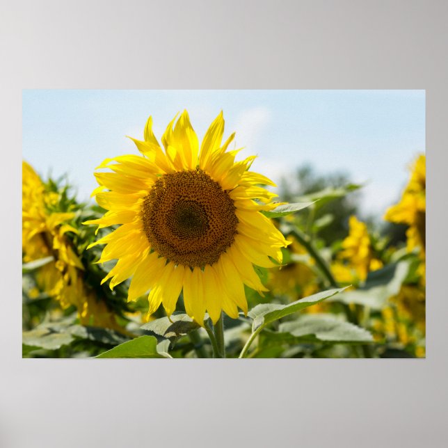 Poster - Beautiful Sunflower Field  (Front)