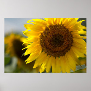 Poster - Beautiful Yellow Sunflower Closeup