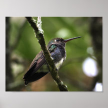 POSTER - BEIJA-FLOR 1