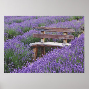 Poster bench in the lavender