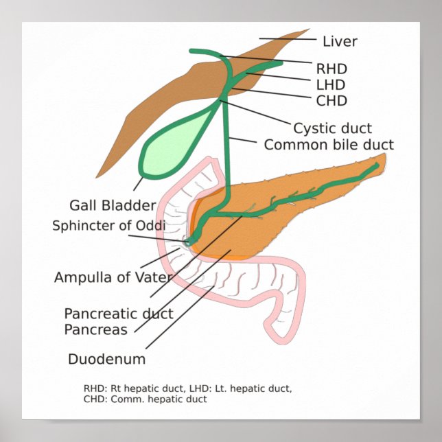 Poster Biliary System Diagram Chart Gall Bladder  (Front)