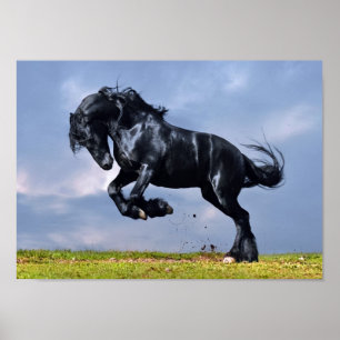 Poster - Black Friesian Horse Running Free