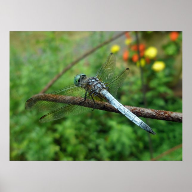 Poster Blue Dasher Dragonfly (Front)