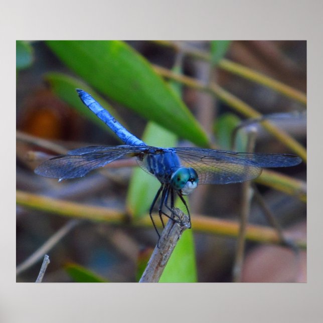 Poster - Blue dragonfly (Front)