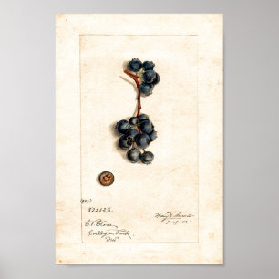 Poster - Blueberries By James Shull