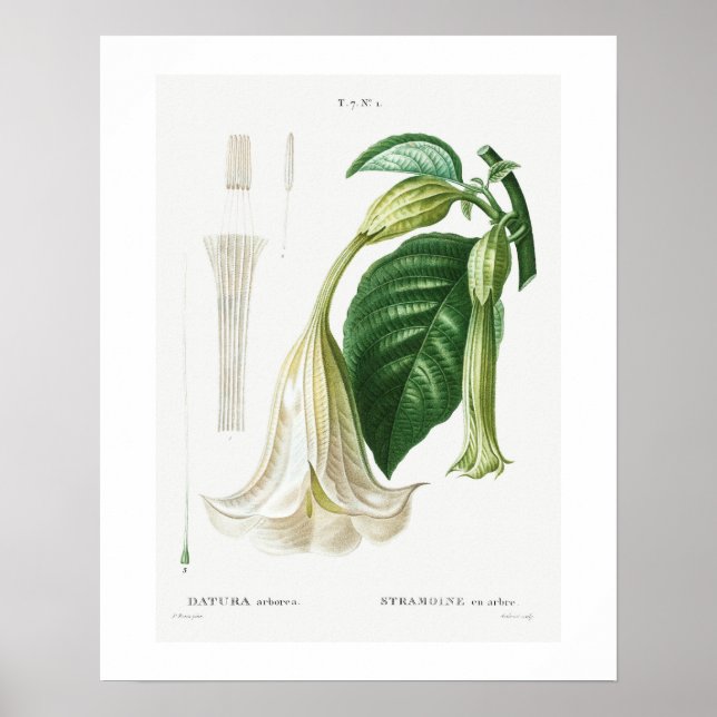 POSTER : BOTANICAL : ANGEL'S TRUMPET : REDOUTÉ (Front)