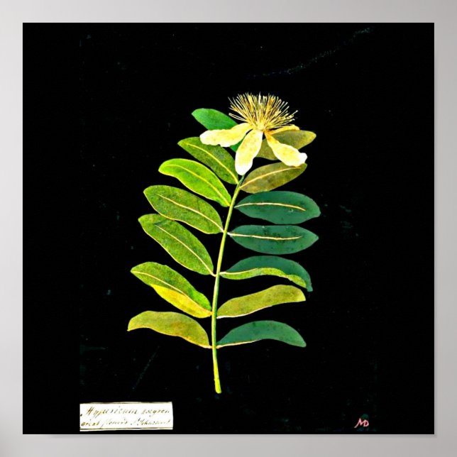 Poster-Botanical Art-Mary Delany 13 Poster (Front)