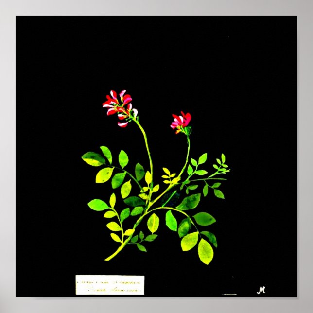 Poster-Botanical Art-Mary Delany 15 Poster (Front)