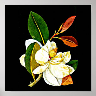 Poster-Botanical Art-Mary Delany 1 Poster