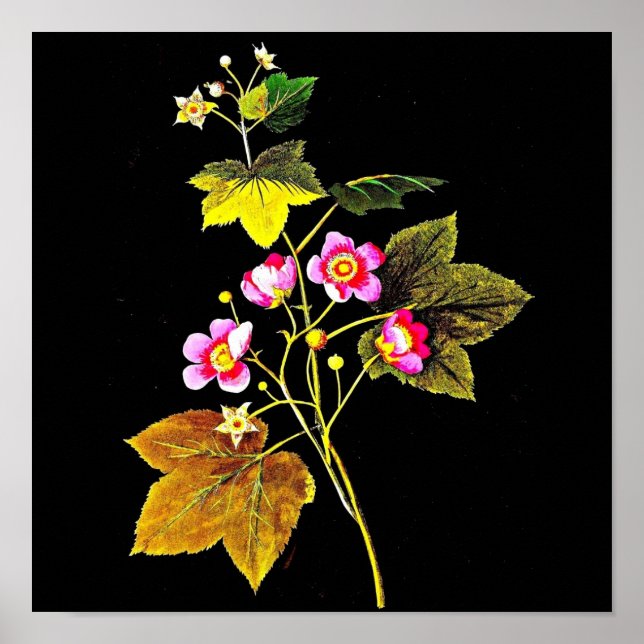 Poster-Botanical Art-Mary Delany 4 Poster (Front)