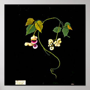 Poster-Botanical Art-Mary Delany 5 Poster