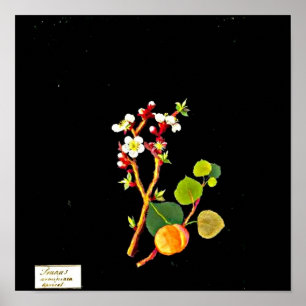 Poster-Botanical Art-Mary Delany 9 Poster