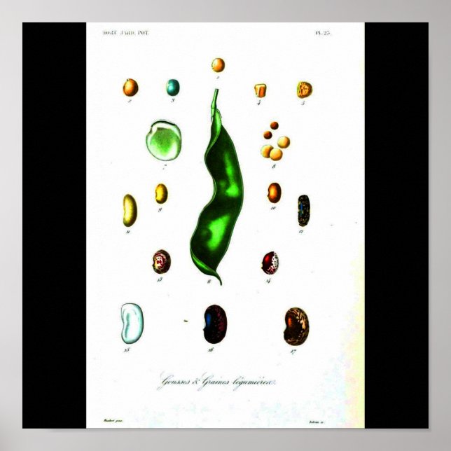 Poster-Botanicals-Beans Poster (Front)