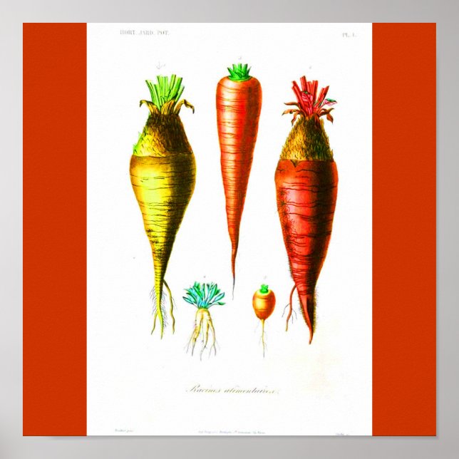 Poster-Botanicals-Carrot Poster (Front)