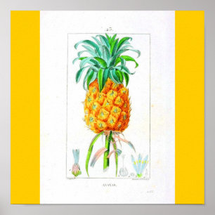 Poster-Botanicals-Pineapple Poster