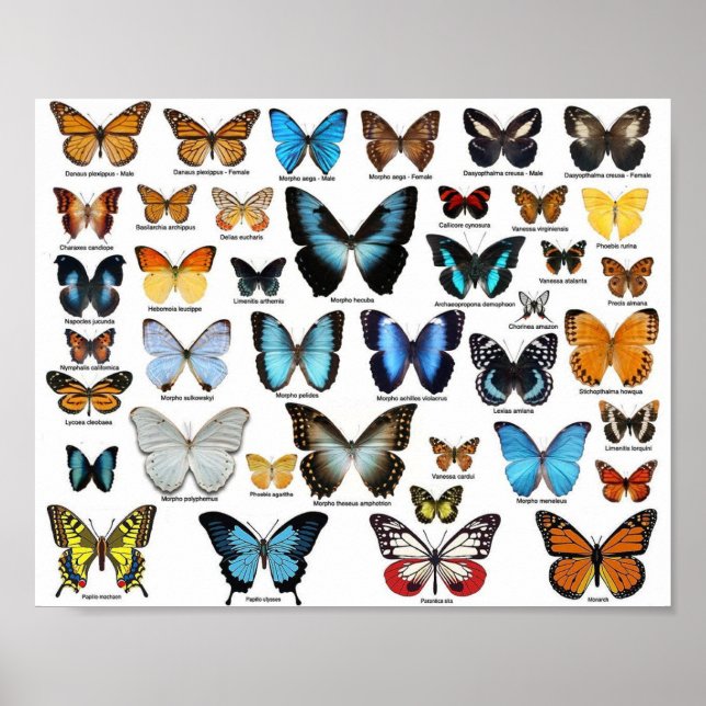 Poster - Butterfly Collection 2 (Front)