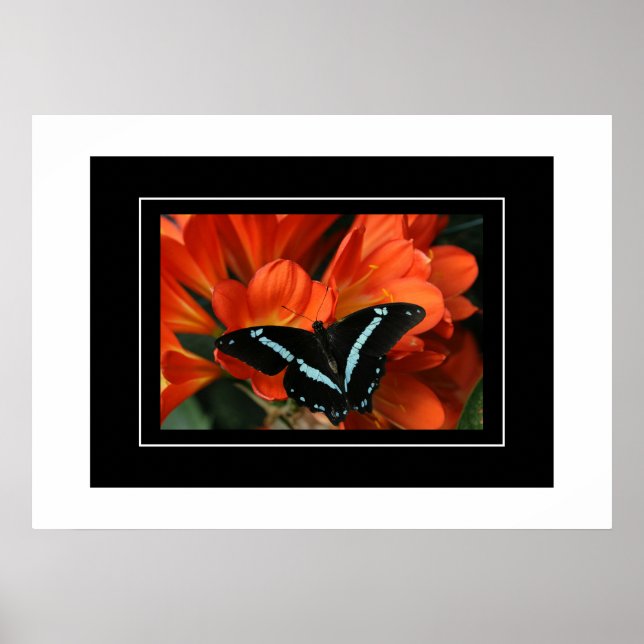 Poster Butterfly/Flowers (Front)