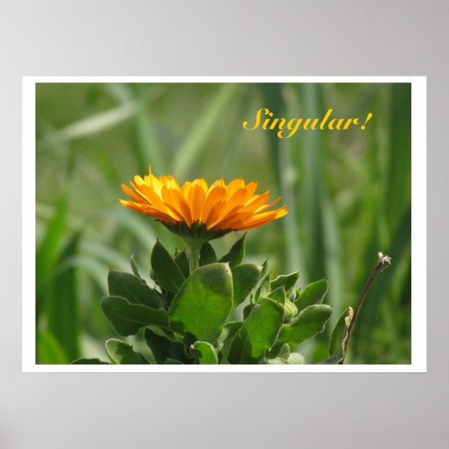 Poster - Calendula Bloom (Front)