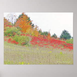POSTER/CANVAS GLOSS/PHOTOG /"CARPET OF RED " POSTER