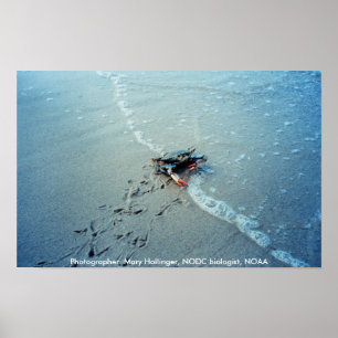 Poster / Chesapeake Bay Female Blue Crab