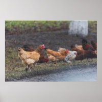 Poster-Chickens roadside