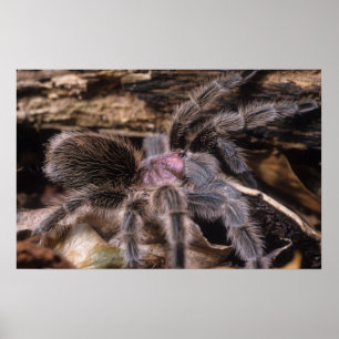 Poster - Chilli rose tarantula