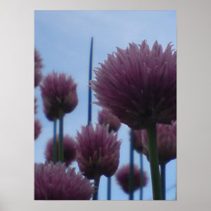 Poster - Chives Image 1