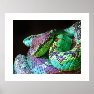 Poster Colourful Snakes