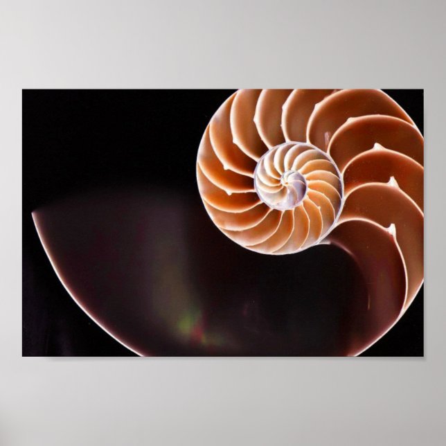 Poster - Cooper Fibonacci Sequence Shell (Front)